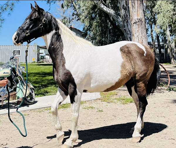 grulla-tobiano-paint-mare-broodmare