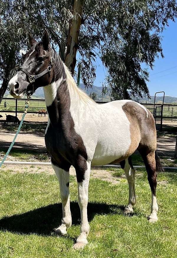 grulla-tobiano-athletic-horse