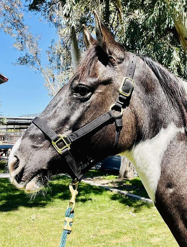 grulla-tobiano-breeding-horse