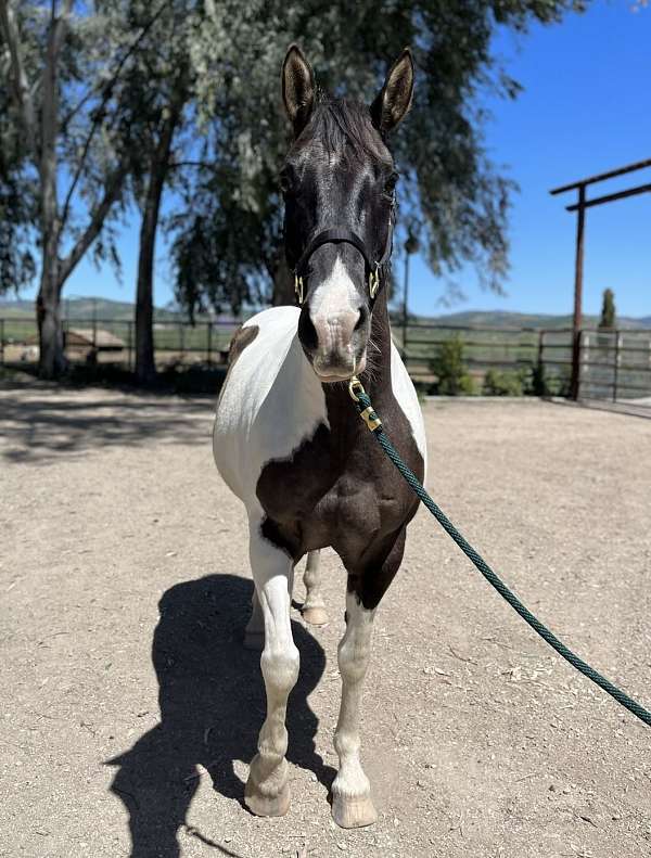 grulla-tobiano-companion-horse