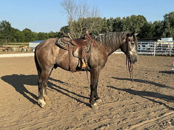 grey-see-pics-horse