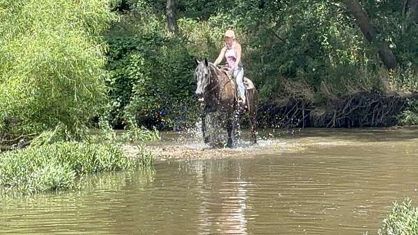 flashy-percheron-horse