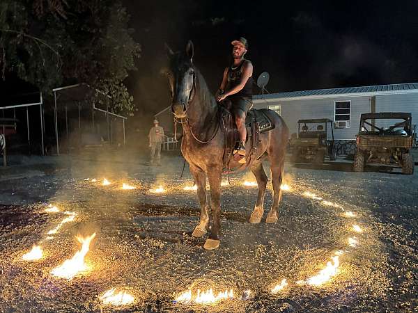 family-percheron-horse