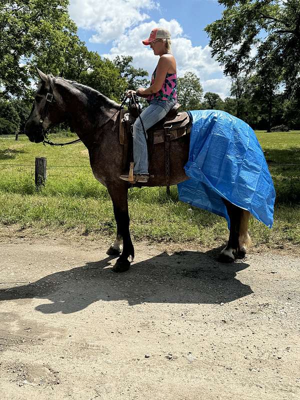 trail-percheron-horse