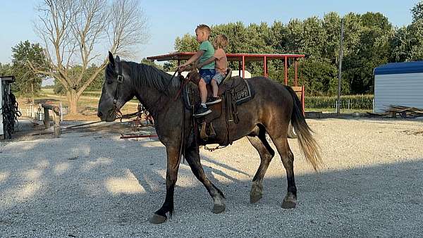 husband-safe-percheron-horse