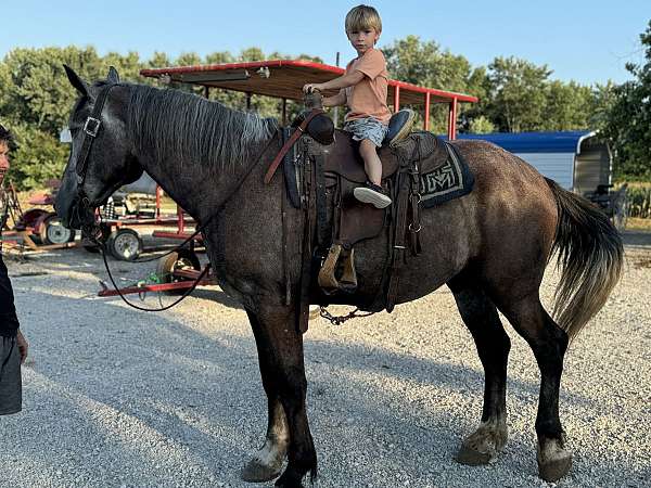 all-around-percheron-horse