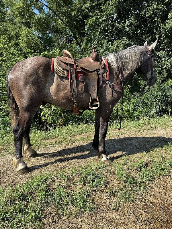 gentle-percheron-horse