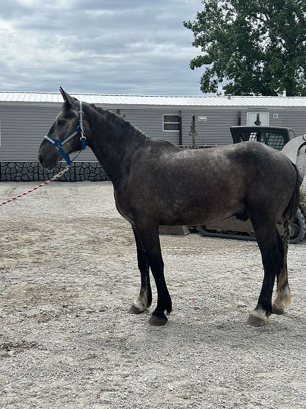 driving-percheron-horse