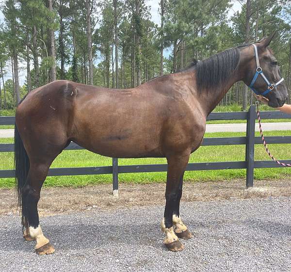 black-dutch-warmblood-mare