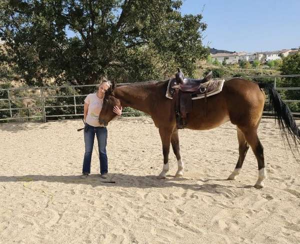 favorite-appaloosa-horse