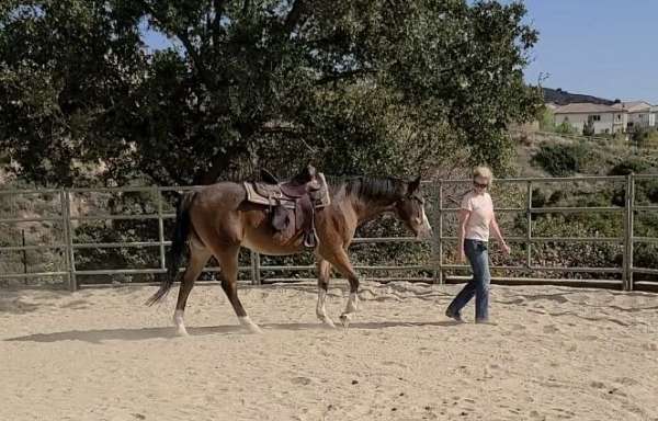 happy-appaloosa-horse