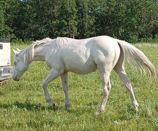 quarter-horse-colt