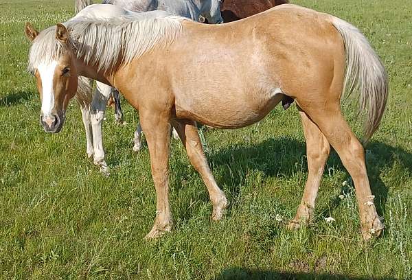 flashy-rabicano-palomino-horse