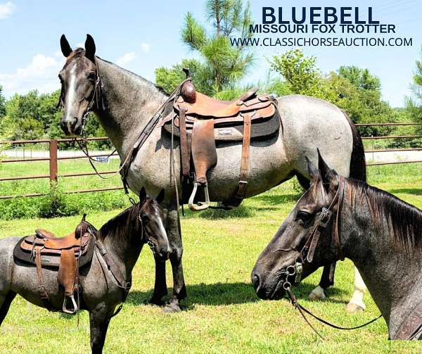 full-missouri-fox-trotter-horse