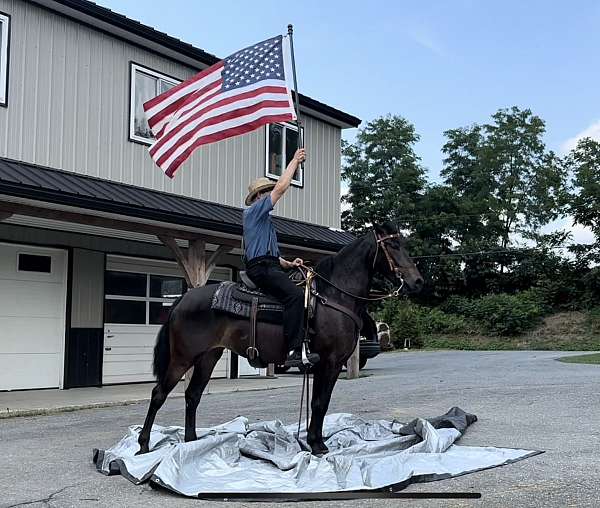 bay-see-pics-horse