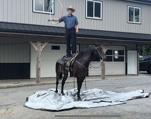 flashy-morgan-horse