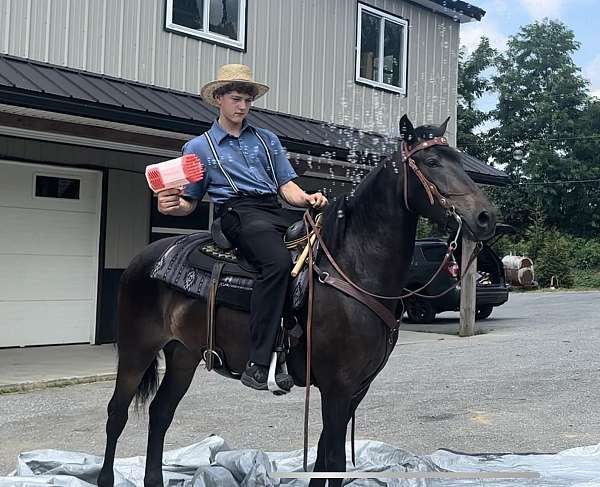 family-morgan-horse