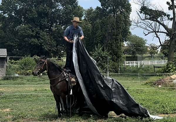 trail-morgan-horse