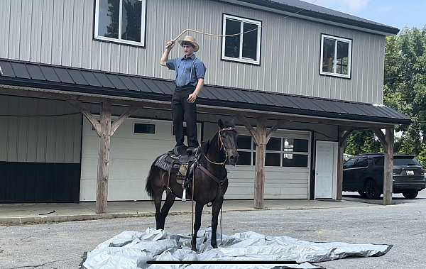 husband-safe-morgan-horse