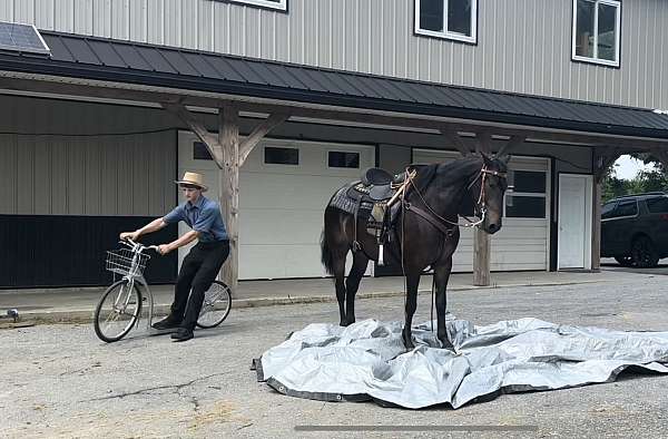 all-around-morgan-horse