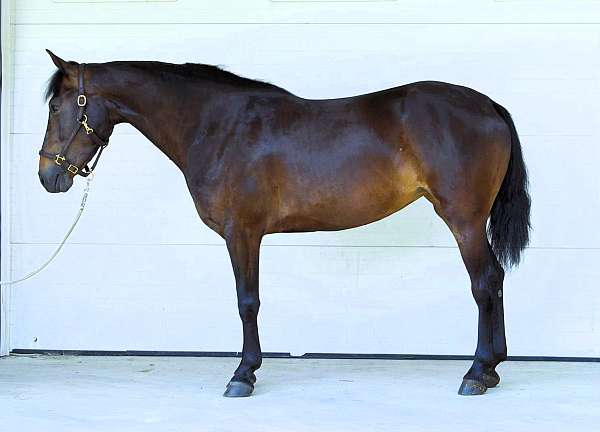 dressage-morgan-horse