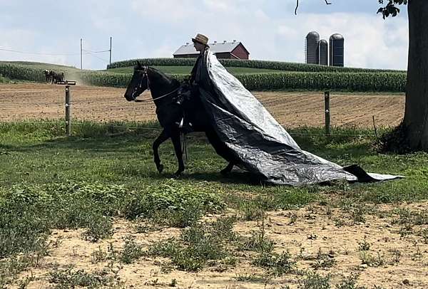 show-morgan-horse