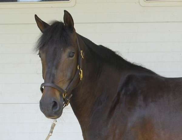 athletic-morgan-horse