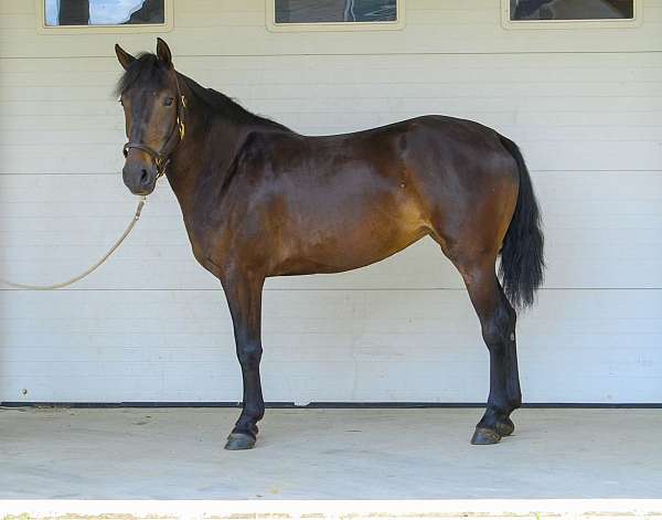 eventing-morgan-horse