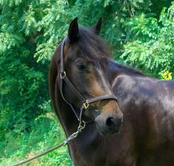 experienced-morgan-horse