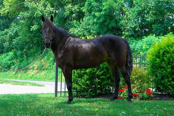 horsemanship-morgan-horse