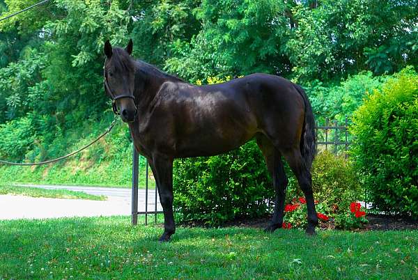 lesson-morgan-horse