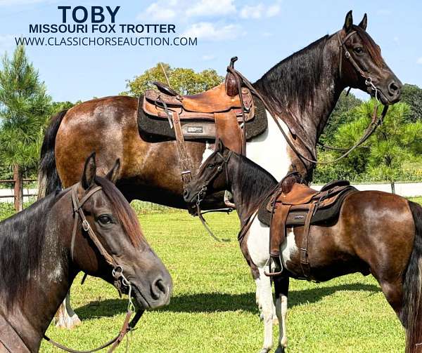 brown-white-missouri-fox-trotter-horse