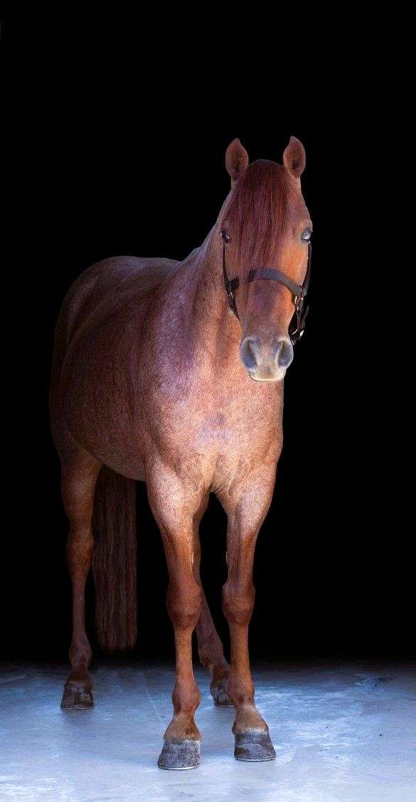 red-roan-see-pics-horse