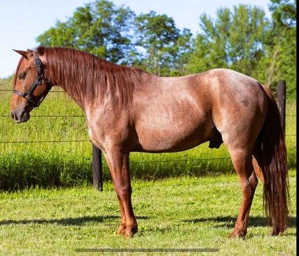 flashy-missouri-fox-trotter-horse