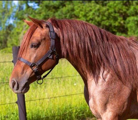 family-missouri-fox-trotter-horse