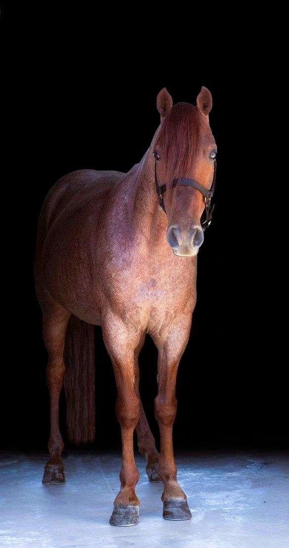 trail-missouri-fox-trotter-horse