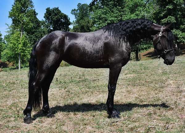 black-trail-c-horse