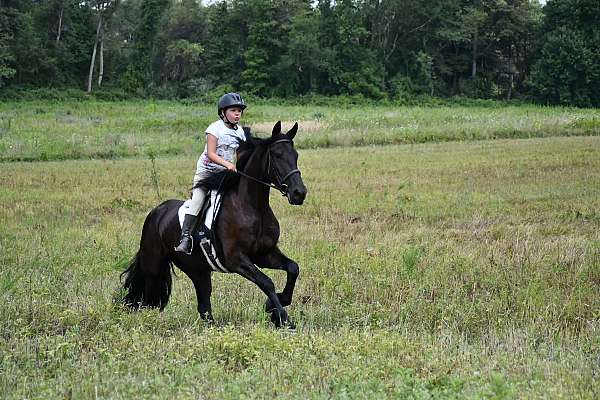 flashy-friesian-horse