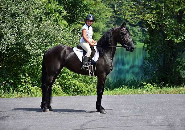 family-friesian-horse