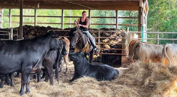 trail-friesian-horse