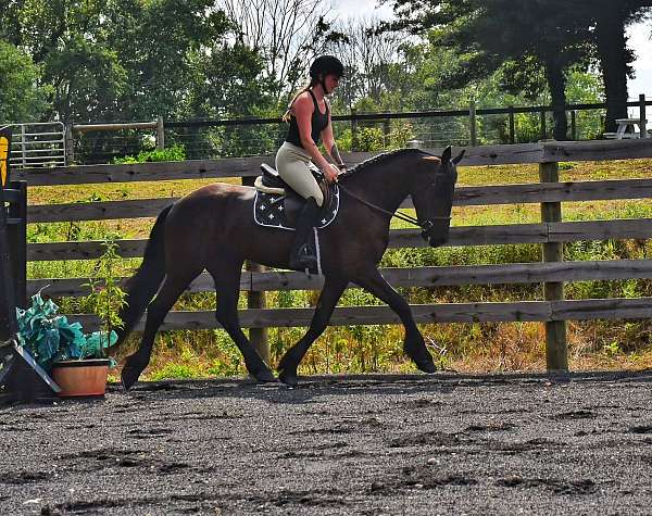 husband-safe-friesian-horse