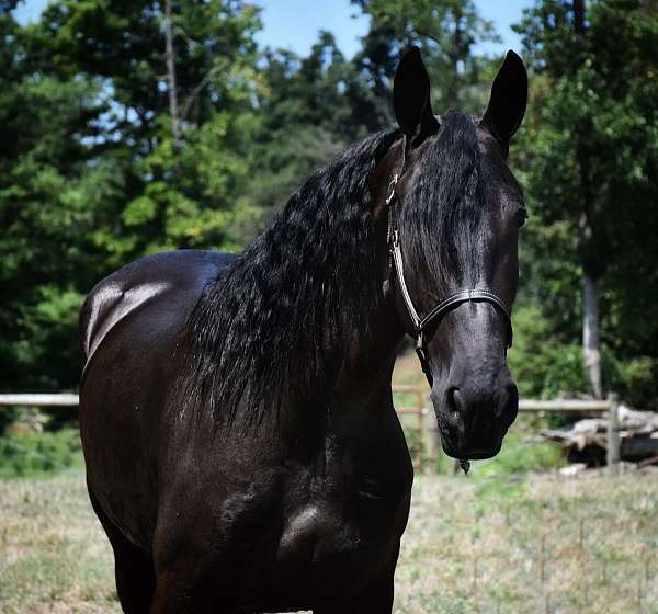 all-around-friesian-horse