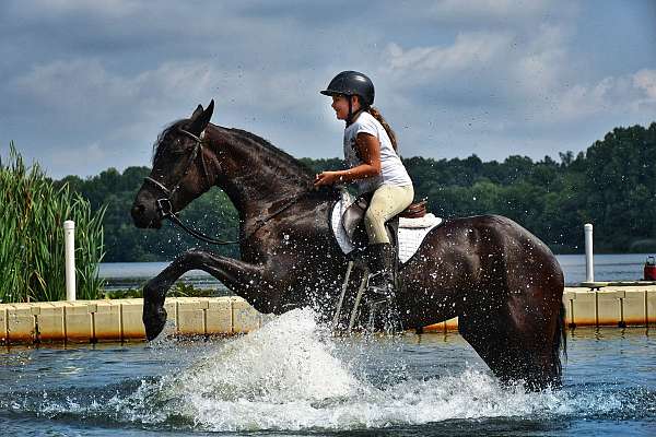 driving-friesian-horse