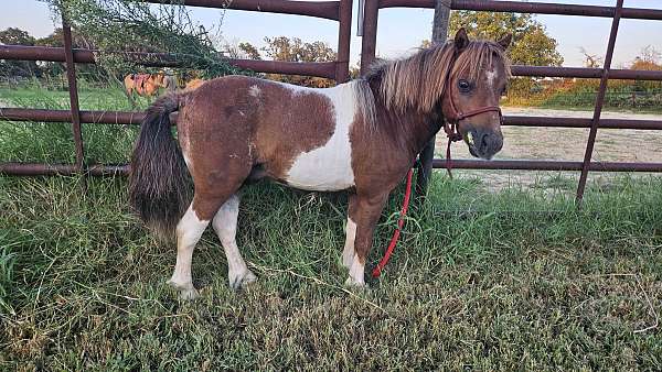 breeding-miniature-horse