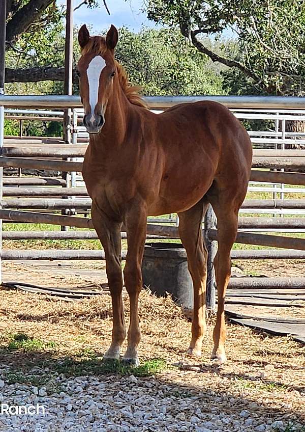 ruby-buckle-horse