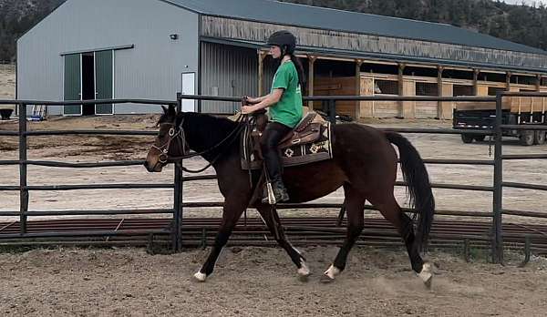 bay-quarter-horse-mare