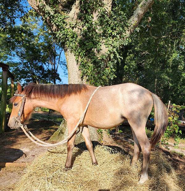 welsh-pony-filly