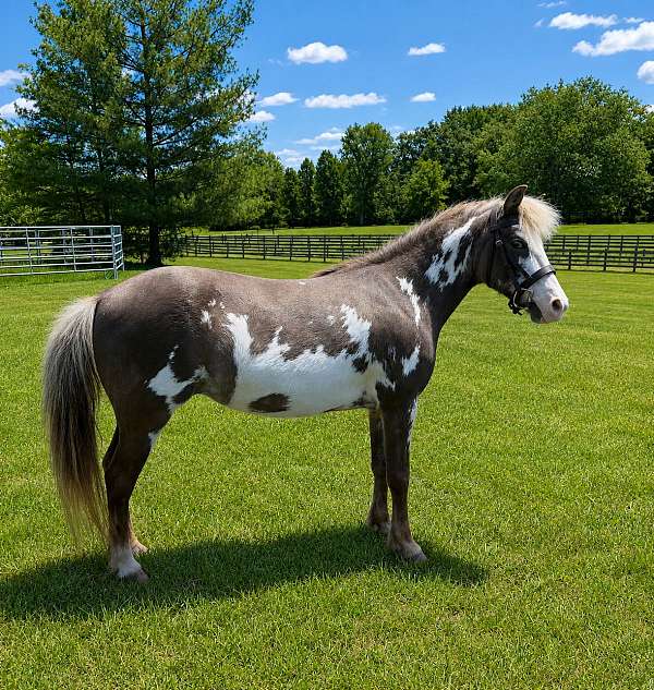 paint-blue-eyes-pony