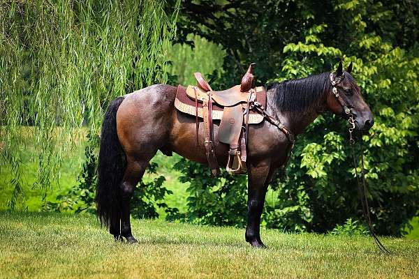 all-around-quarter-horse