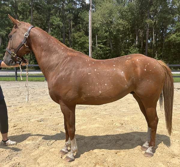 sorrel-quarter-horse-gelding